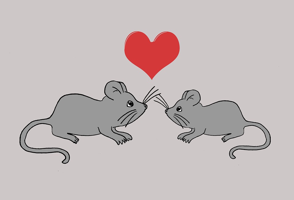myší láska